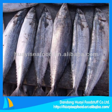 whole round IQF spotted mackerel